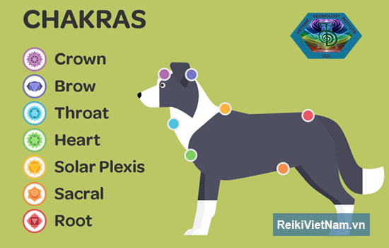 Vị trí các Chakra của chó - Dùng Reiki điều chỉnh các Chakra cho chó