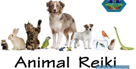 Ứng dụng Reiki cho động vật