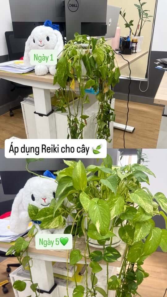 Hành trình 21 ngày học và thực hành Reiki